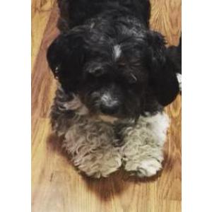 Image of Max, Lost Dog