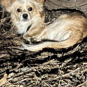 Image of Unknown, Found Dog