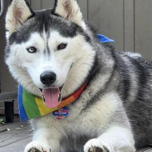 Image of Maxi, Lost Dog