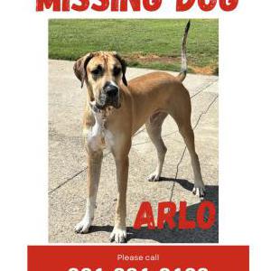 Image of Arlo, Lost Dog