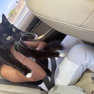 Image of Shay, Lost Cat