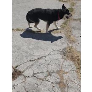Found Dog Unsure