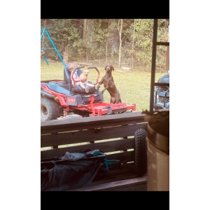 Image of Coco, Lost Dog