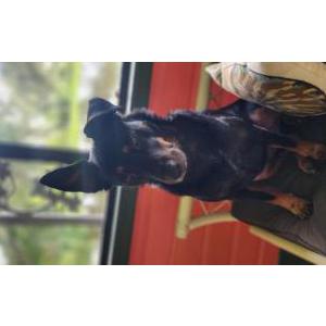 Image of Bobby, Lost Dog