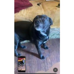 Image of Polie, Lost Dog