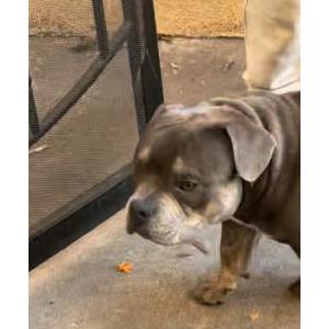 Lost Dog Storm