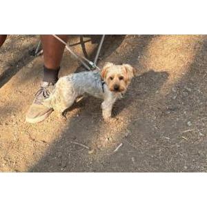 Image of Gizmo, Lost Dog