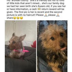 Image of Raven, Lost Dog