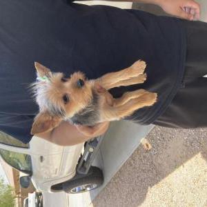 Image of Lily, Lost Dog