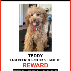 Lost Dog TEDDY