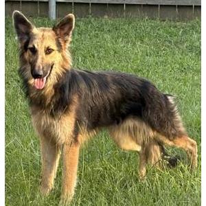 Image of Unknown, Found Dog