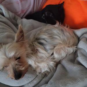 Image of Buttercup, Lost Dog