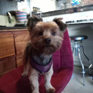 Image of Buddy aka Puppy Boy', Lost Dog