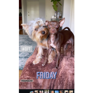 Lost Dog Tobby