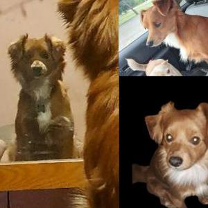 Image of Kokomo, Lost Dog