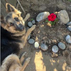 Lost Dog Boba