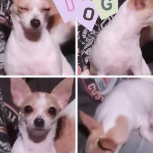 Image of jelly bean, Lost Dog