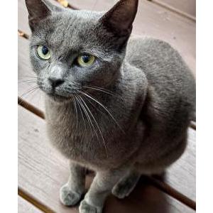 Image of Unknown, Found Cat
