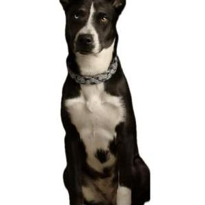 Image of Looney, Lost Dog