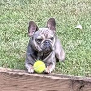 Image of Daisy, Lost Dog