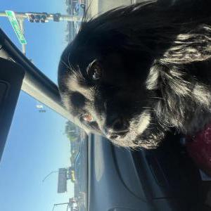 Found Dog unknown