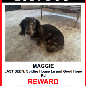 Image of MAGGIE, Lost Dog
