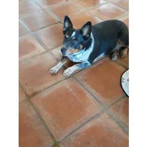 Image of molly, Lost Dog