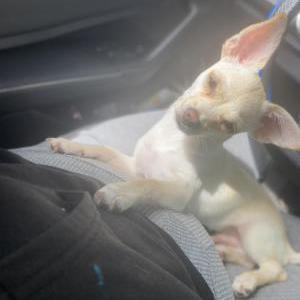 Image of Bandit, Lost Dog