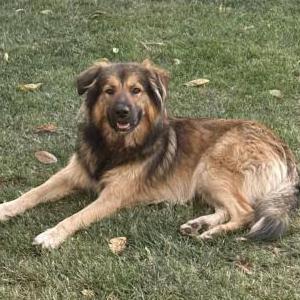 Found Dog unknown