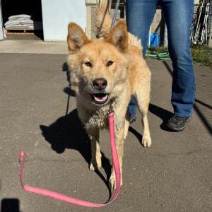 Image of Shepard/Husky, Found Dog
