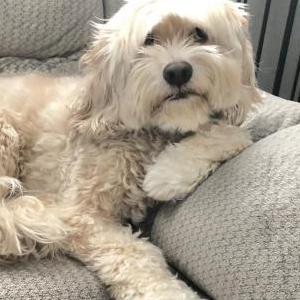 Lost Dog Don’t wish to share