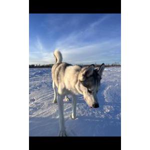Lost Dog Racket