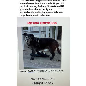 Image of Sassy, Lost Dog