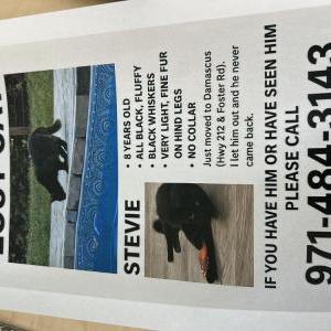 Image of Stevie, Lost Cat