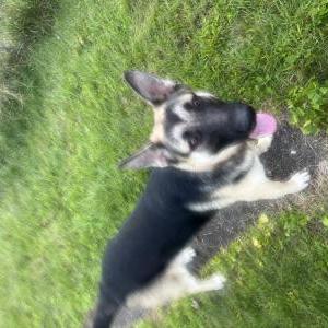 Image of Unknown, Found Dog