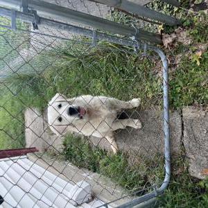 Image of Unknown, Found Dog