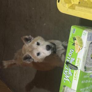 Found Dog Unknown