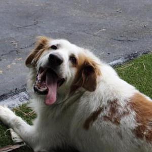 Image of Blue, Lost Dog