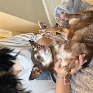 Image of Leo, Lost Dog