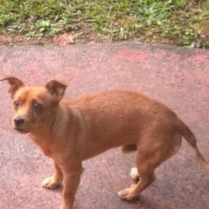 Image of Unknown, Found Dog