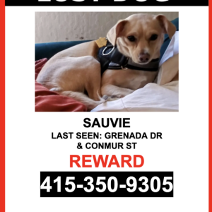Image of SAUVIE, Lost Dog