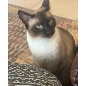 Image of Skippy, Lost Cat