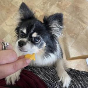 Lost Dog Kristoff