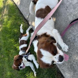 Image of Unknown, Found Dog