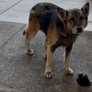 Lost Dog Coco