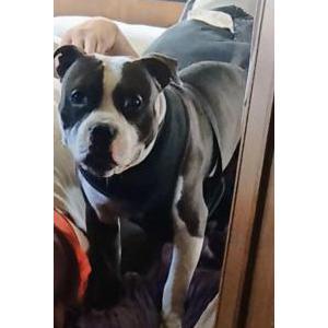 Lost Dog Puppy Pupperson