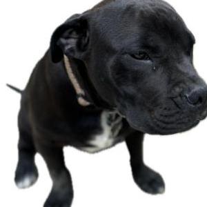 Image of Gizzmo, Lost Dog