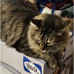 Image of Mayhem, Lost Cat