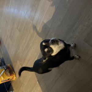 Image of Raya, Lost Dog