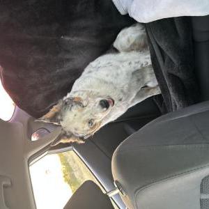 Image of Unknown, Found Dog